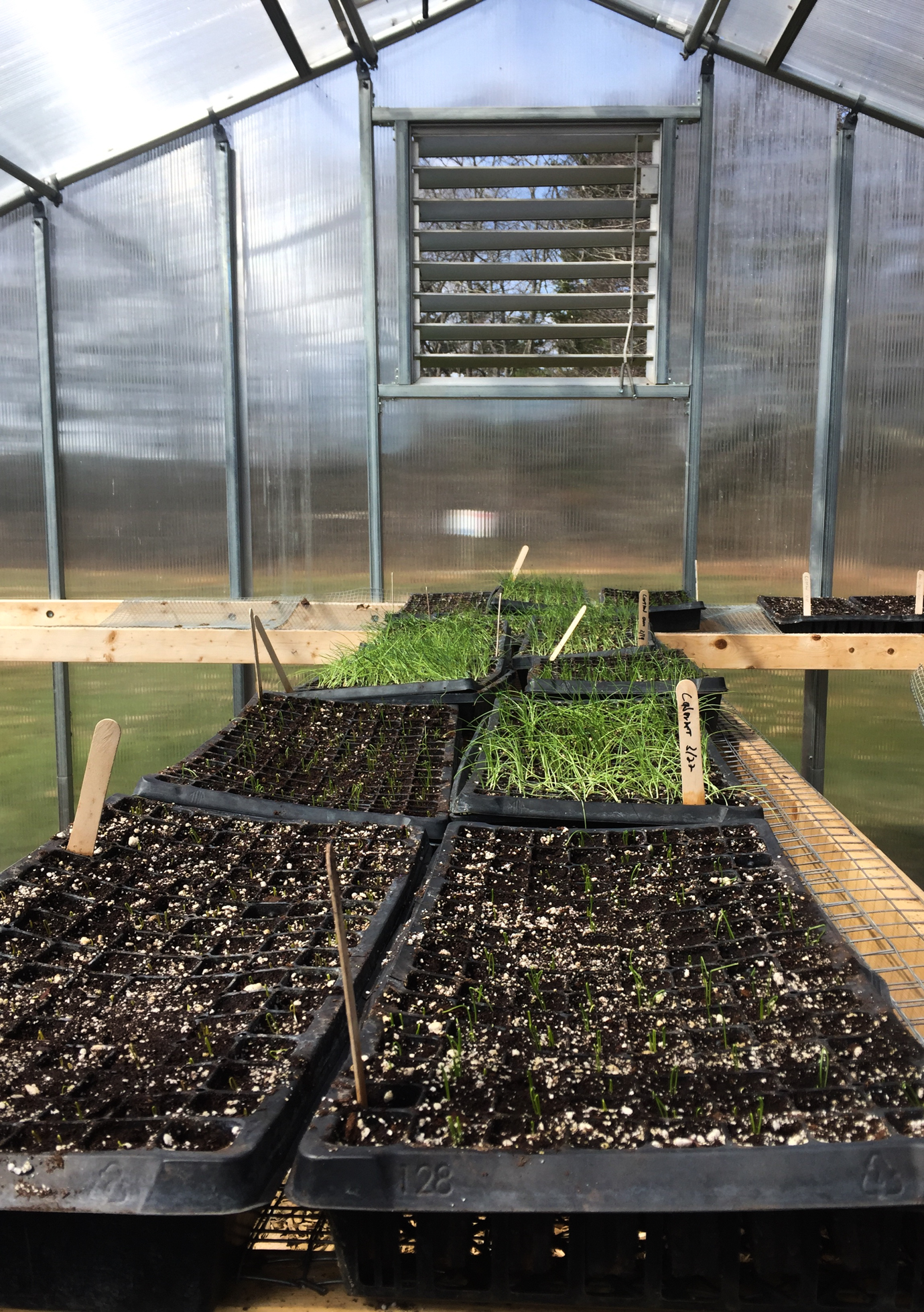onionseedlingsgreenhouse1 Wolfe's Neck