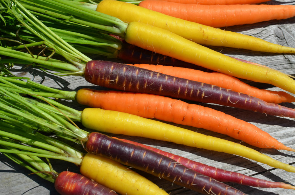 Planting Carrots in a Raised Bed (VIDEO) Wolfe's Neck