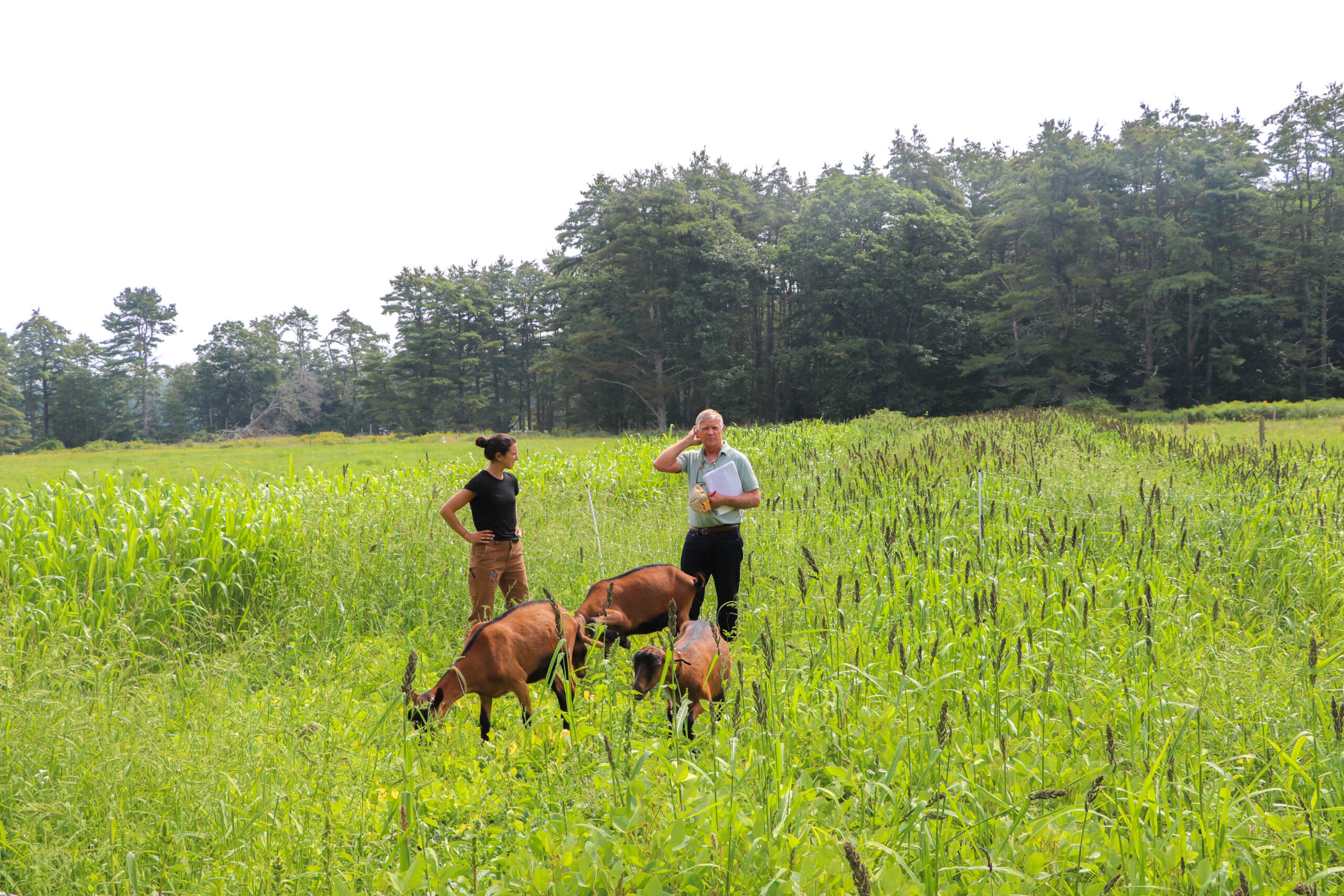 Maine Grass Farmers Network Wolfe's Neck