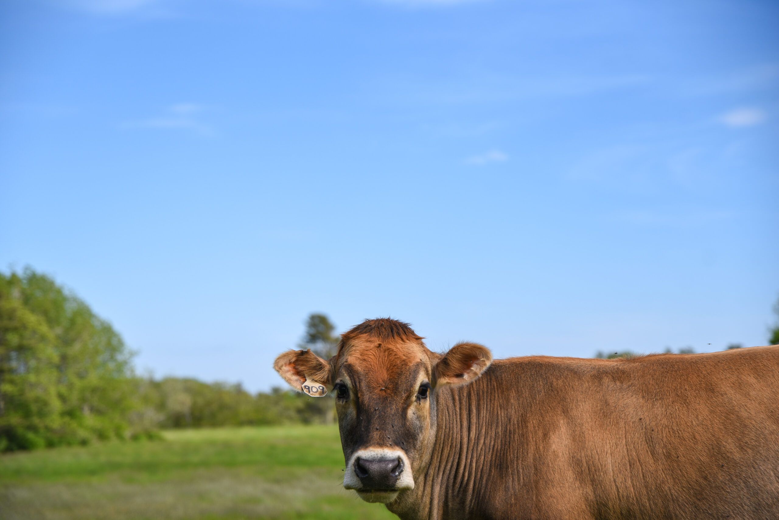 A cow standing in a field