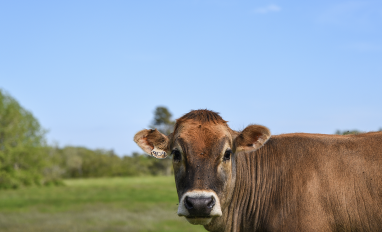 Cow standing in a field