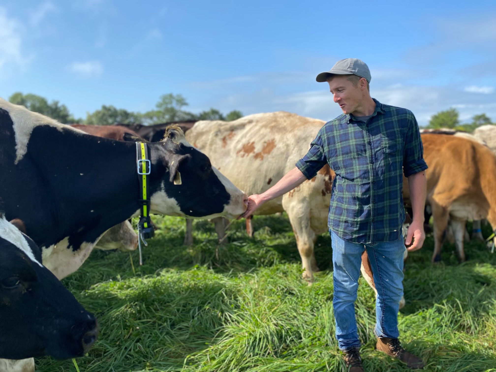 Farm staff in a field with a group of cows
