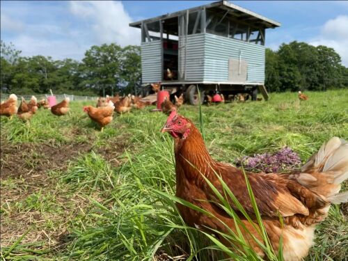 Chickens grazing in a field