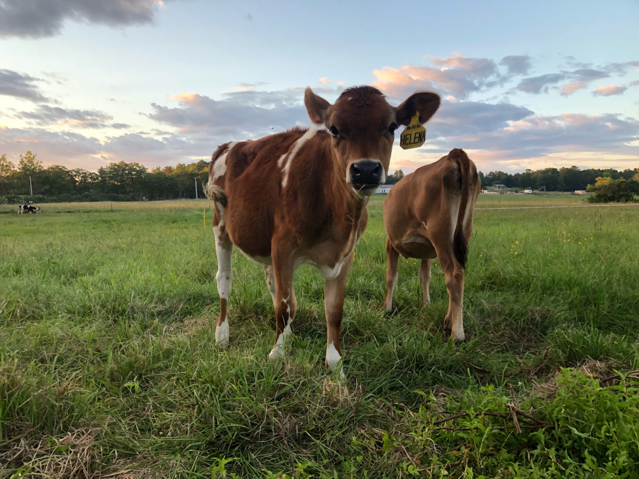 cows grazing in a field