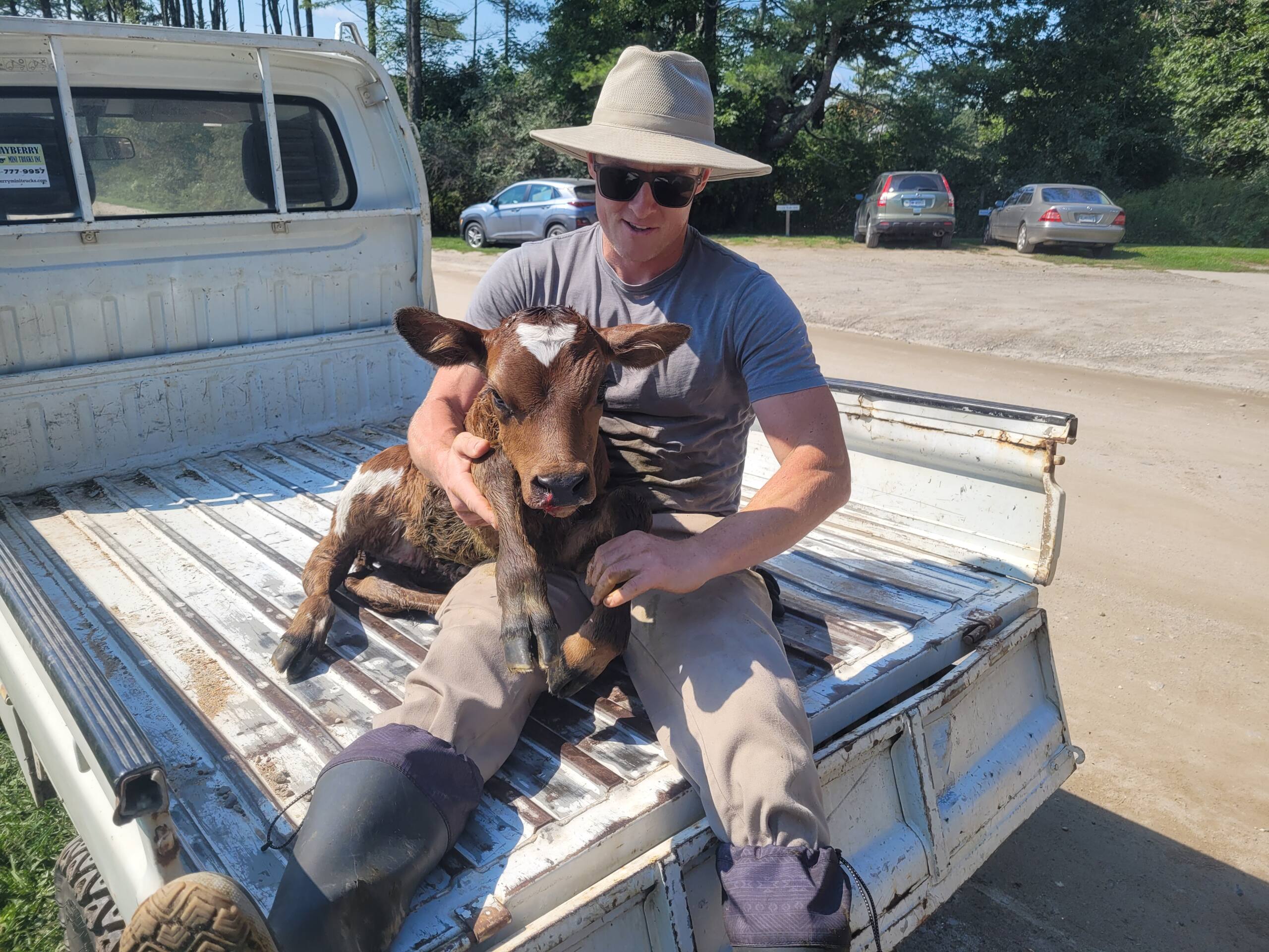 Farmer with a newborn calf